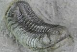 Unusual Phacopid Trilobite With Small Eyes - Jorf, Morocco #89306-3